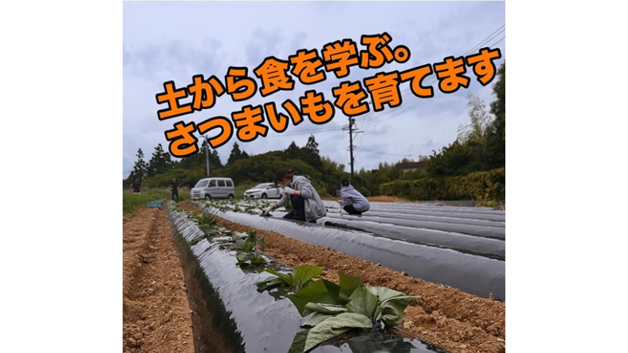さつまいもを育てるぞ