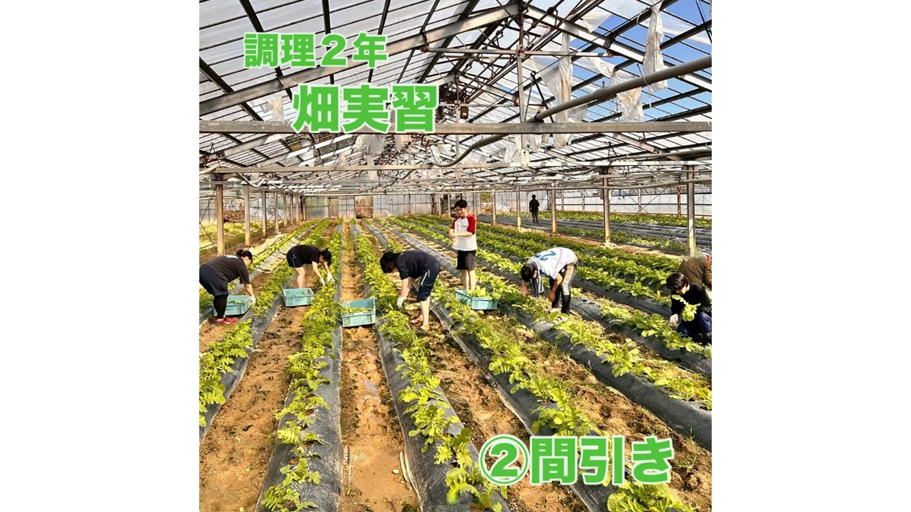 調理２年　畑実習
